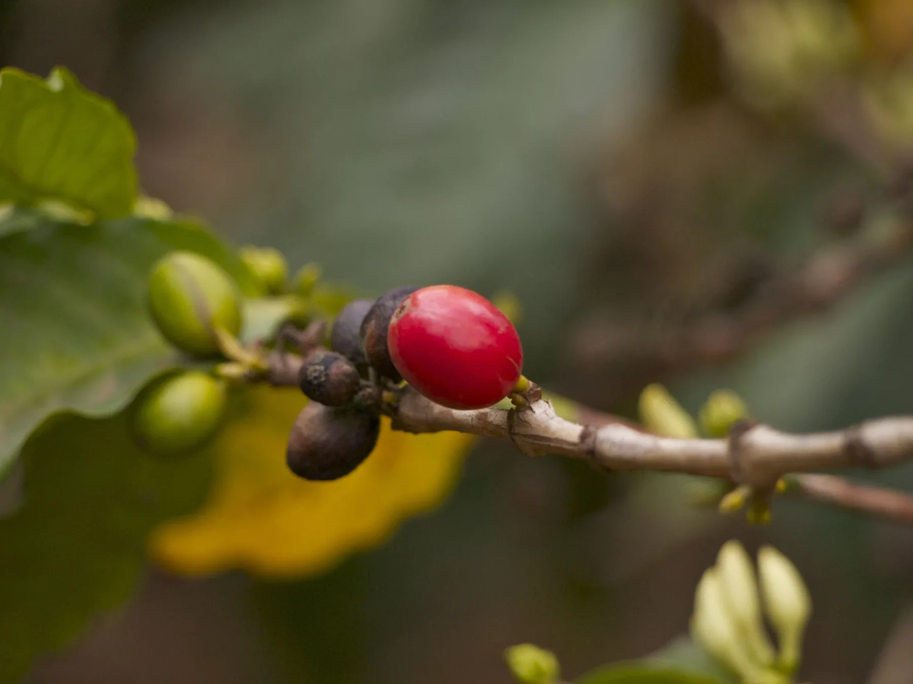 Coffee cherries ripening on a branch