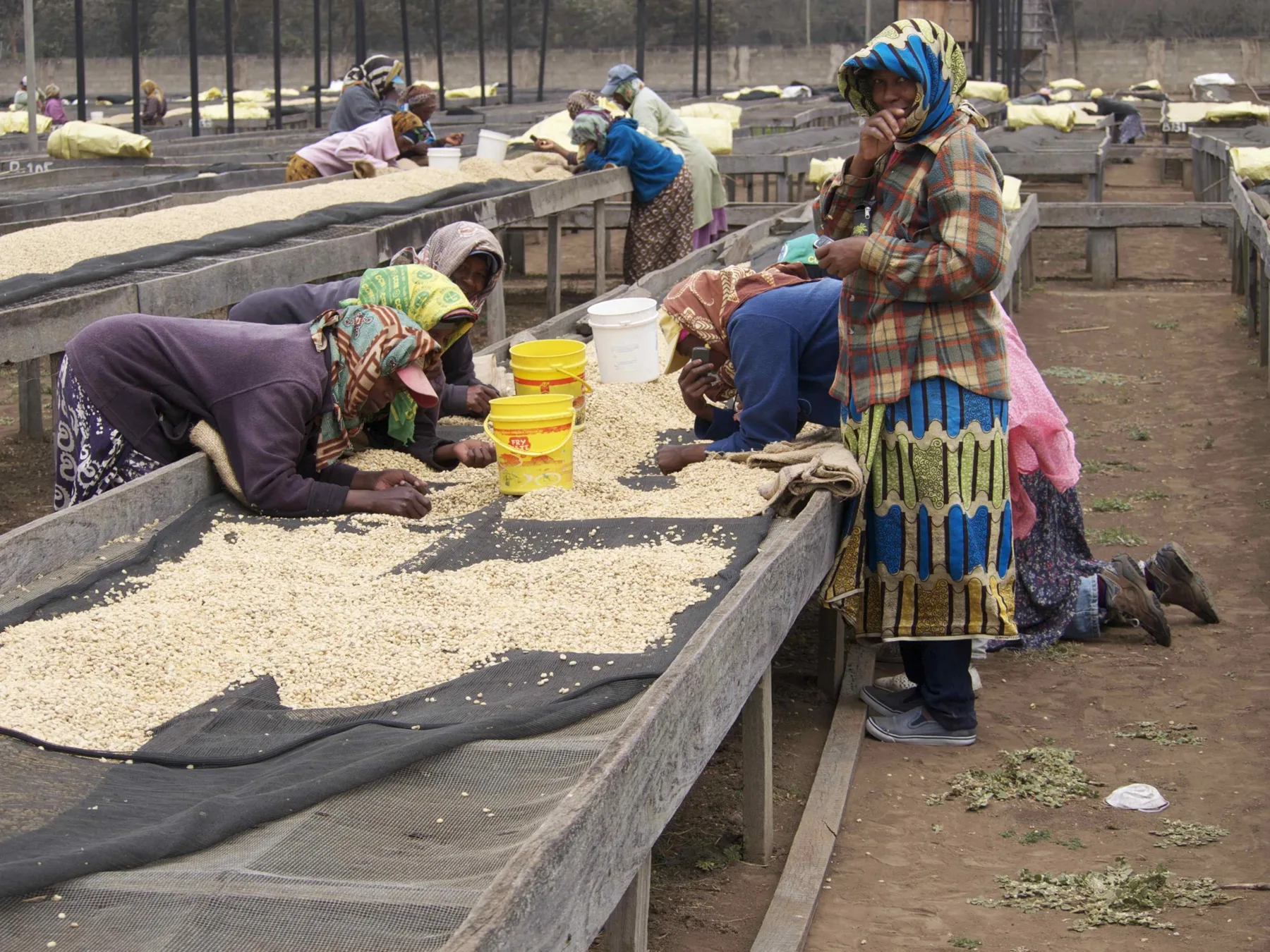 Coffee being sorted by hand on raised drying beds